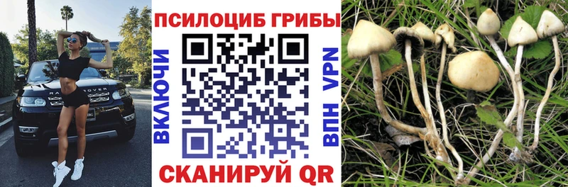 Псилоцибиновые грибы MAGIC MUSHROOMS  где можно купить   Буйнакск 